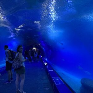 Mrs Sheffield Braves the Sharks