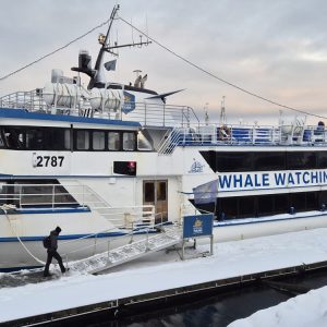 Whale Watching Tour
